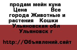 продам мейн куна › Цена ­ 15 000 - Все города Животные и растения » Кошки   . Ульяновская обл.,Ульяновск г.
